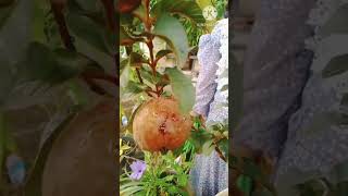 വീട്ടിലെ pink പേരക്ക പറിച്ചു👌 #short #trend #harvesting pink guava#cooking#