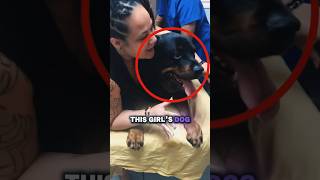 Girl’s Emotional Goodbye to Her Dog Zeus 😢