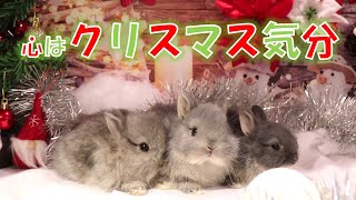 クリスマス到来！うきうき気分でうさんぽをする、うさぎの赤ちゃん♪