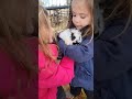 Baby California Mix Rabbits #bunny #rabbit #farm #farmvlog #cute