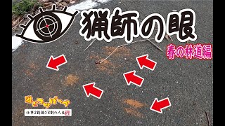 【猟師の独り言】いつもキョロキョロ！猟師の眼！