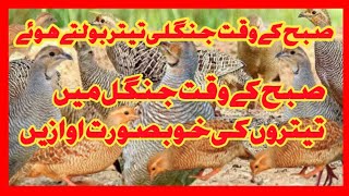 Teetar awaaz |dakhni teetar |jungli teetar boltay huay | Hunting sounds of Jungle partridge|