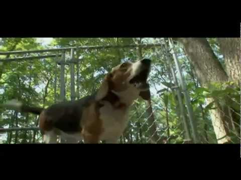 BEAGLE- CÃO SUPER INTELIGENTE ÓTIMO CAÇADOR
