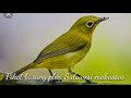 Suara Pikat burung pleci matah putih Asli Sulawesi Selatan.#MuliaJayaChannel#