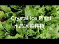 水晶冰菜种植Crystal ice plant