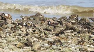 キョウジョシギ RuddyなTurnstone 小石をひっくり返す【採餌】