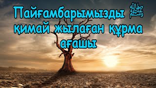 Пайғамбарымызды ﷺ қимай жылаған құрма ағашы