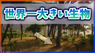 【ゆっくり解説】世界一大きい生物とは【今日の豆知識】