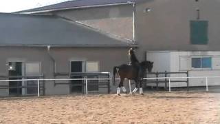 5 Jähriger  Trakehner Wallach  v. Hibiskus