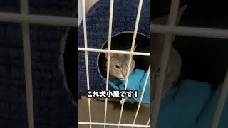 (アビ\u0026チワワ) これ犬小屋です！！猫小屋ではございません #shorts