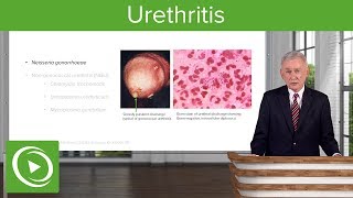 Urethritis: Definition \u0026 Pathology – Infectious Diseases | Lecturio