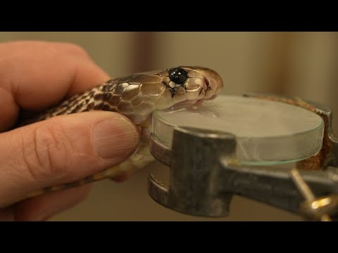 Extracting Venom From Deadly Snakes 24 Hours With BBC Earth
