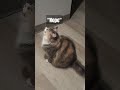 Not today, bro. #pets #catlover #cat ##catvideos