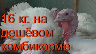 Бройлерные Индюки. Весь цикл роста и до убоя. Наш первый опыт.