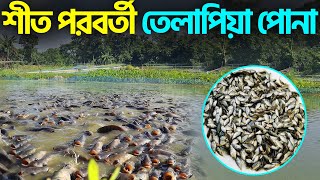 শীত পরবর্তী তেলাপিয়া পোনা || Shakib AGRO