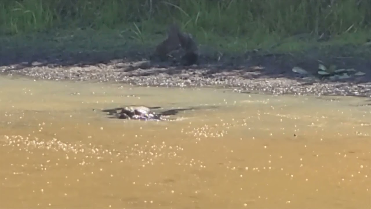 Snapping Turtles Mating - YouTube