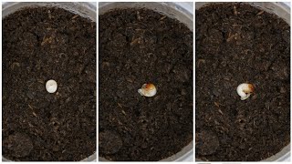 【山林蟲坊】大王花金龜卵孵化縮時攝影 | Time-lapse photography of Goliathus goliatus egg hatching