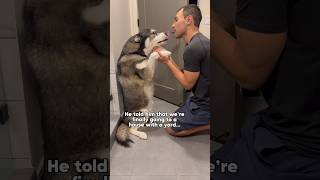 Comforting our sad dog while we move! #dogs #dog #husky #dogshorts #huskies