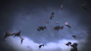 LW_11 Bats Flocking Test