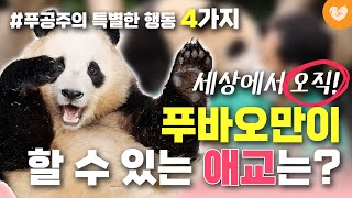 푸바오의 특별한 행동 4가지｜푸공주만이 할 수 있는 애교의 정체 🐼 습관과 강바오 피셜 이유