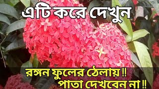 রঙ্গন ফুল চাষ পদ্ধতি, রঙ্গন ফুলের যত্ন  পরিচর্যা ও বেশি ফুল ফোটানোর উপায়