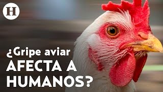 OMS advierte de una próxima pandemia: la cepa H5N1 de gripe aviar ya afecta a los mamíferos