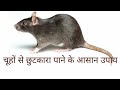 चूहा भगाने के उपाय | चूहों को भगाने के घरेलु नुस्खें | Get Rid of Mice Quickly | Anupama jha चूहा भगाने के उपाय | चूहों को भगाने के घरेलु नुस्खें | Get Rid of Mice Quickly | Anupama jha