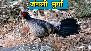 पहाड़ी जंगली मुर्गा अपने आंखों के सामने 🐓🐓 आवाज सुनिए मुर्गे की।।रैबार।। Raibar।।