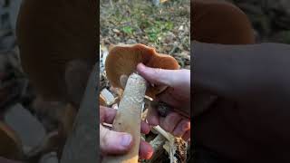 Super SATISFYING Crunchy Mushroom ASMR: Honey Mushrooms (Armillaria mellea) 3 Star Edible
