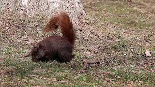 Waterloo Park SQUIRREL, beautiful colour! #Squirrels #Nature #Colour #KW #WaterlooRegion #ON #Canada