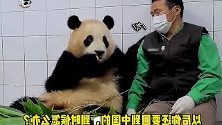 Hilarious Rebellious Phase of Fubao, the Giant Panda! Ginger Grandpa Saves the Day!...