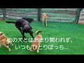 成犬　社会化