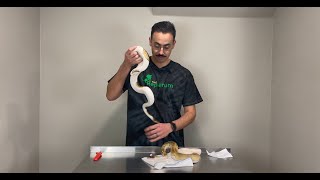 New PIED Ball Python Unboxing - Local Reptiles