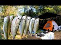 Acampamento Pescaria de trairão e sardinha Peixes gigantes, Costelinha no disco de arado!