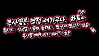 복사꽃은 영덕 여기구나 : 하트 팡팡 ~ : 영덕복사꽃 : 옥계계곡 : 영덕블루로드 : 영덕대게를 함께 보고 즐길수 있는 곳 : 복사꽃 팡팡 : heart pang pang