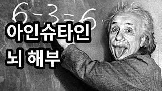 천재 아인슈타인의 뇌를 해부한 연구들