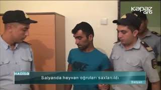 Salyanda heyvan oğruları saxlanıldı  - ARB Kəpəz