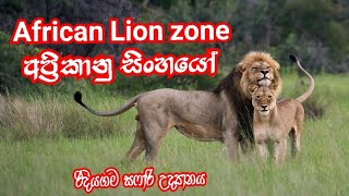 #African #Lion Zone -අප්‍රිකන්  සිංහයෝ  #රිදියගම සෆාරි උද්‍යානය❤️🦁