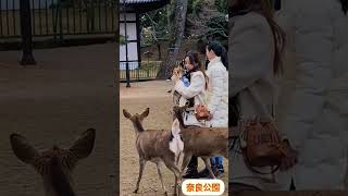 観光客について行く鹿ちゃんが可愛い❤️奈良公園🦌