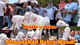 Ahmedabad Bakra Mandi | Ahmedabad Sunday Market || #ahmedabad ​⁠​⁠@patirahouse #bakramandi #goat