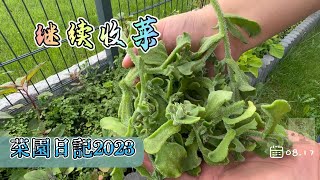 菜园日记2023.08.17 | 8月地里基本没活能做的只有收获