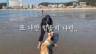 보더콜리 견주의 하루는 길다