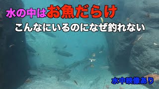 超絶透明度の高い初冬の川でニジマス釣り！こんなにいるのになぜ釣れない・・・【北海道渓流ルアー】