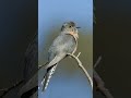 Cuckoo bird video #viralvideo#viralshorts#shortsviral#birds#trending1#trending2