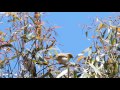 澳洲的白痣吸蜜鳥（white plumed honeyeater） 2015 12 21