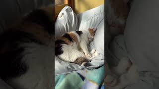 【三毛猫】さすがに天使かと見まごうほどの寝顔を披露するミケ