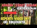 Merawat Cendet Untuk Cepat Gacor