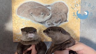 双子のハナのおうちにて、遠慮を知らないカワウソこむぎ Otter Komugi was so relaxed at his twin Hana's home