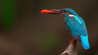 KINGFISHER Feeding It's Baby Chick in Underground Nest