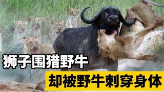 狮群捕猎野牛，但牛角却直接刺穿狮子，结果狮子被野牛反杀而死